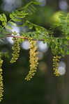 Honey locust